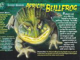 African Bullfrog
