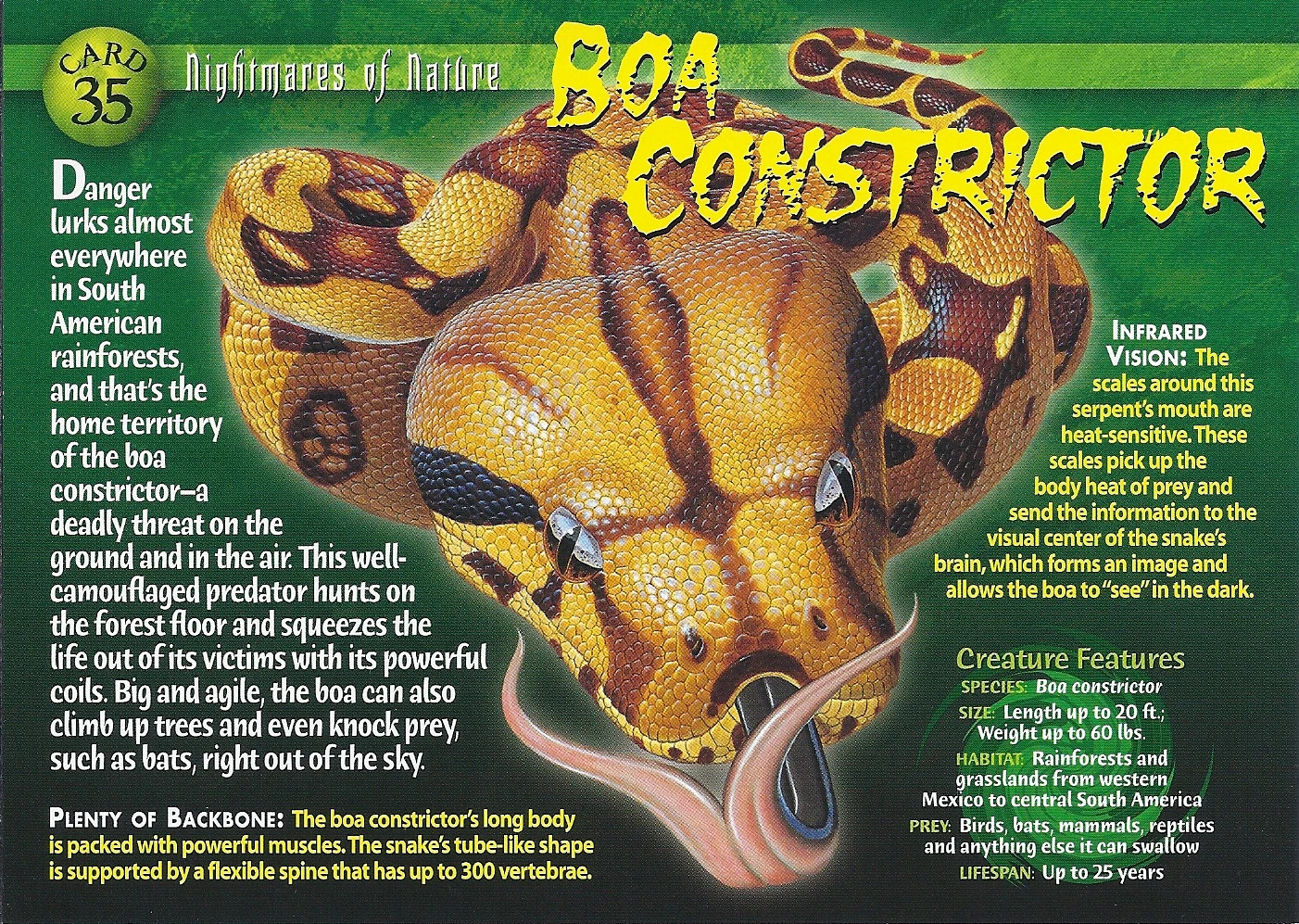 洋書　The Complete Boa Constrictor ボア