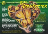 Boa Constrictor front.jpg (1.51 MB) Boa Constrictor
