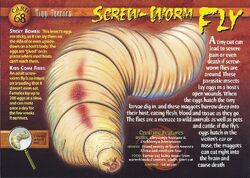 Screw-Worm Fly front