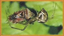 Dwarf Spiders Back Image
