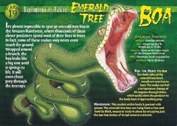 Emerald Tree Boa front