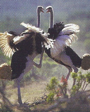 Ostrich back image 2