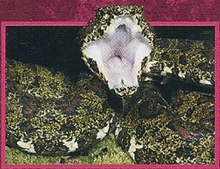 Eyelash Viper Back Image