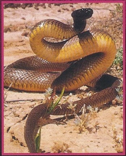 Fierce Snake Back Image