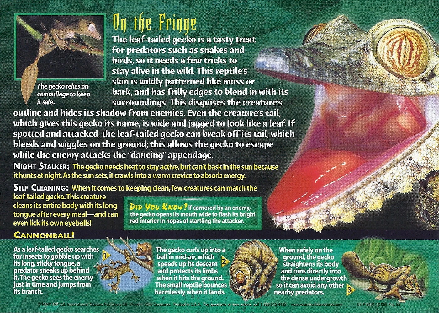 Leaf-Tailed Gecko | Weird n' Wild Creatures Wiki | Fandom