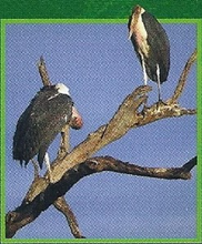 Marabou Stork Back Image
