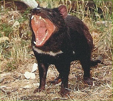 Tasmanian Devil Back Image