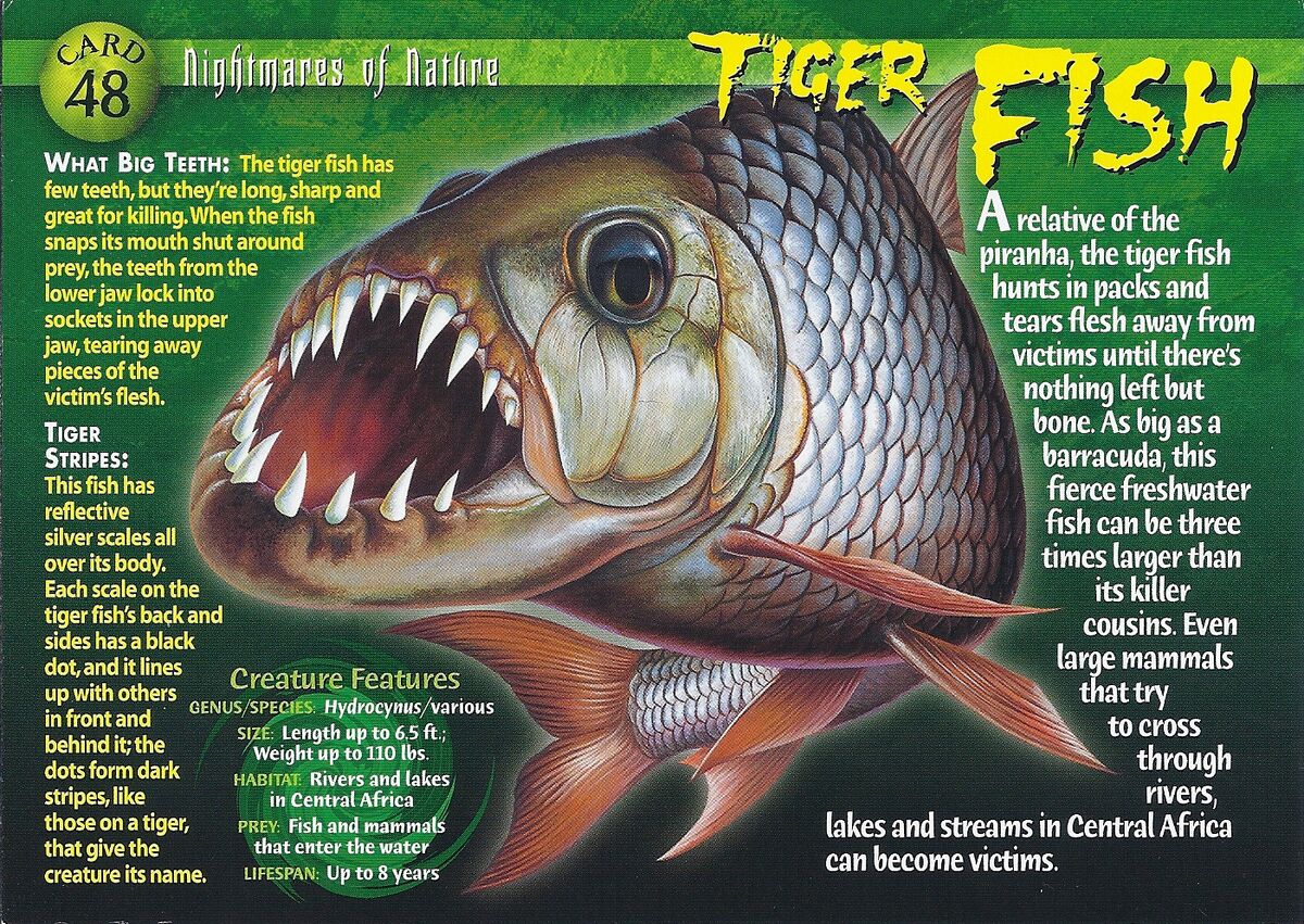 Tiger Fish | Weird n' Wild Creatures Wiki | Fandom