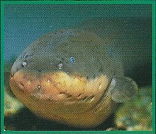 Electric Eel Back Image