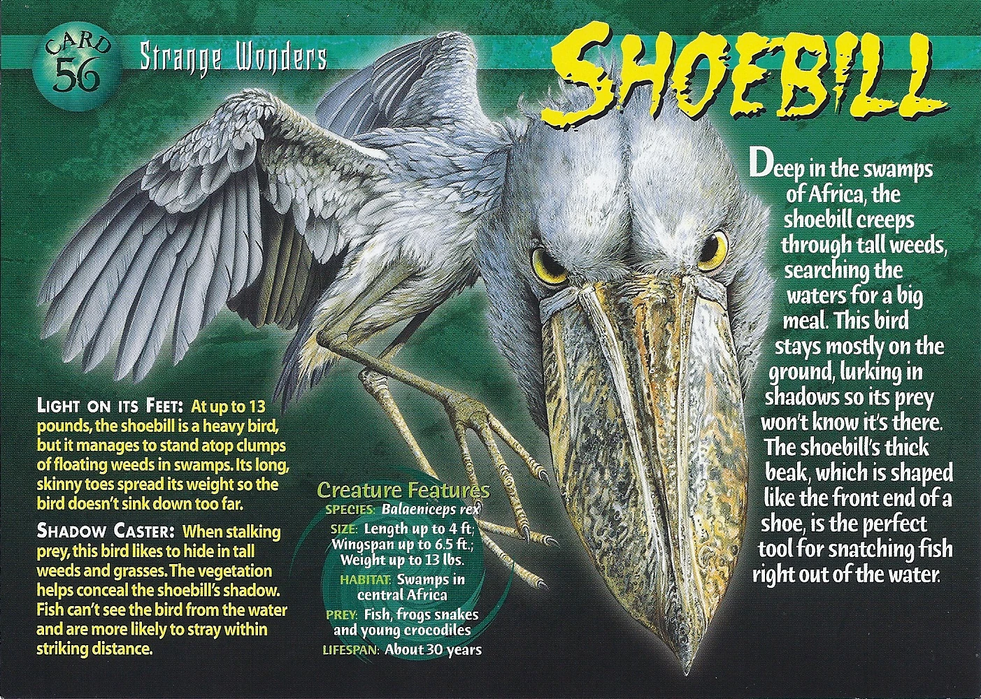 その他 shoebill Shoebill | Weird n' Wild Creatures Wiki | Fandom