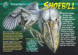 Shoebill | Weird n' Wild Creatures Wiki | Fandom