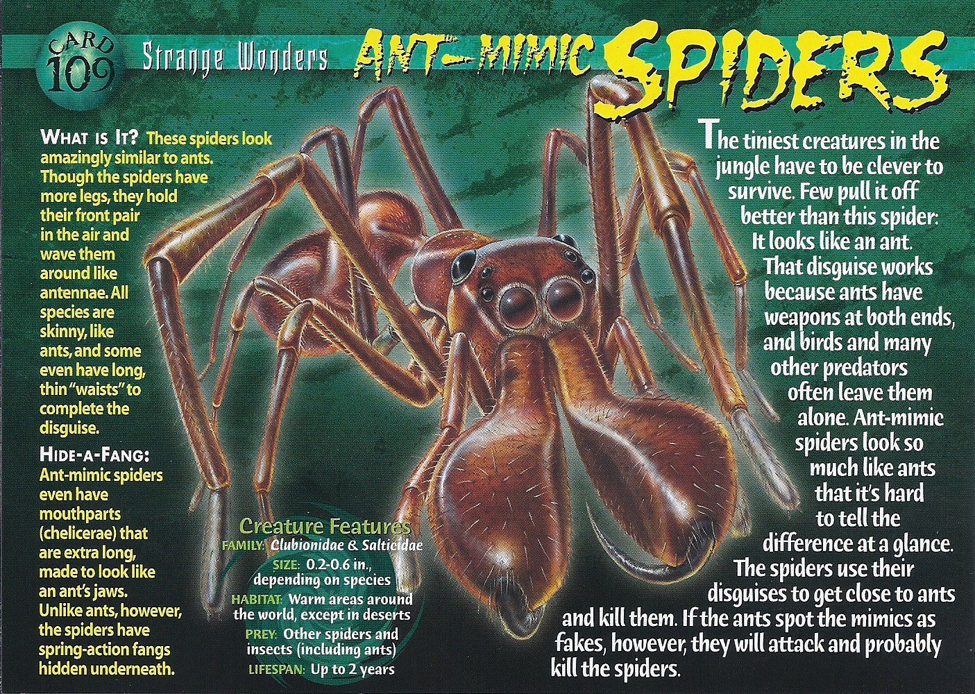 Spider ant on sale