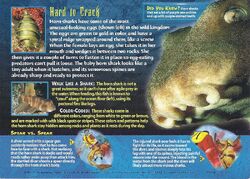 Horn Shark back