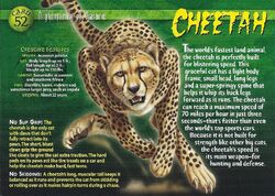 Cheetah front