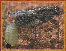 Tsetse Fly Back Image