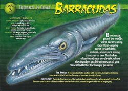 Barracudas front