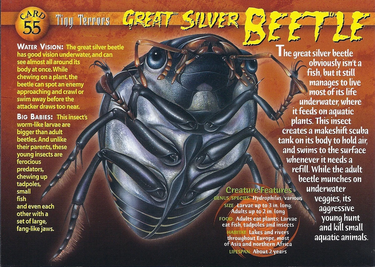 セキュリティ・セーフティ Ocean beetle SRF Silver Webike | OCEAN BEETLE オーシャンビートル BEETLE SRF(OB795EX0) | 半