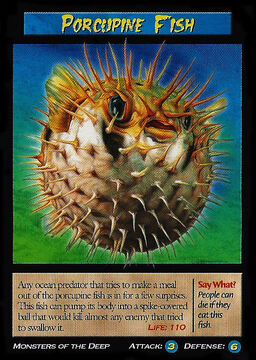 Porcupine puffer food deals