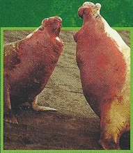 Elephant Seal Back Image