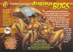 Ambush Bugs front