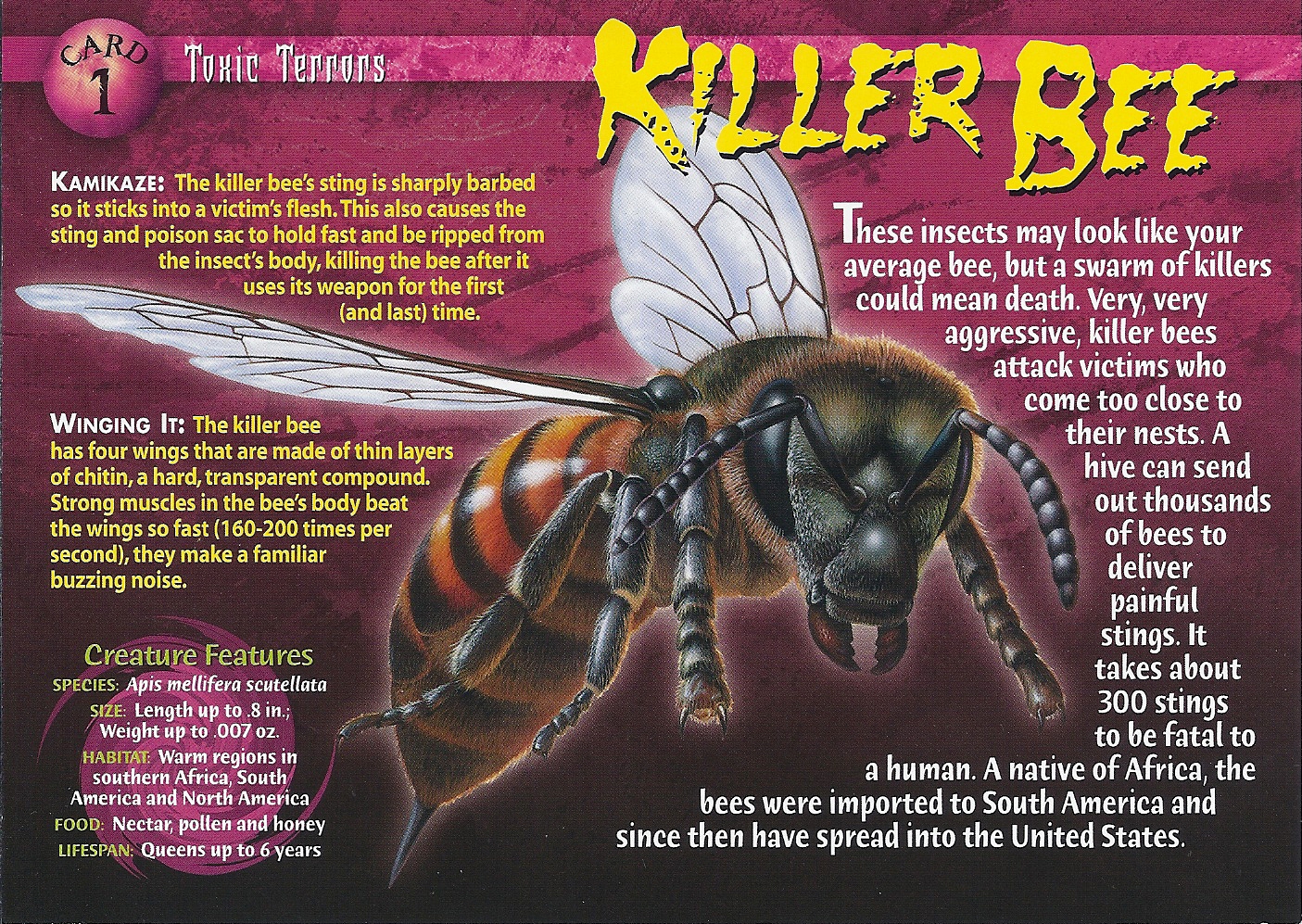Killer Bee | Weird n' Wild Creatures Wiki | Fandom Killer Bee | Weird n' Wild Creatures Wiki | Fandom