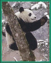 Giant Panda Back Image