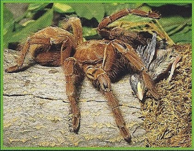 Bird-Eating Spider Back Image