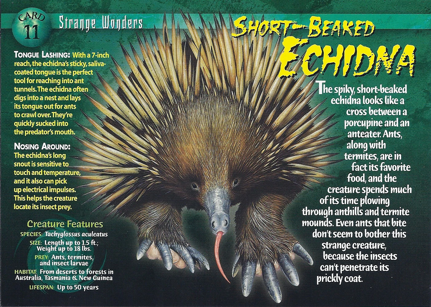 echidna　 Amazon.com: Wild Republic Pocketkins Eco Echidna, Stuffed Animal