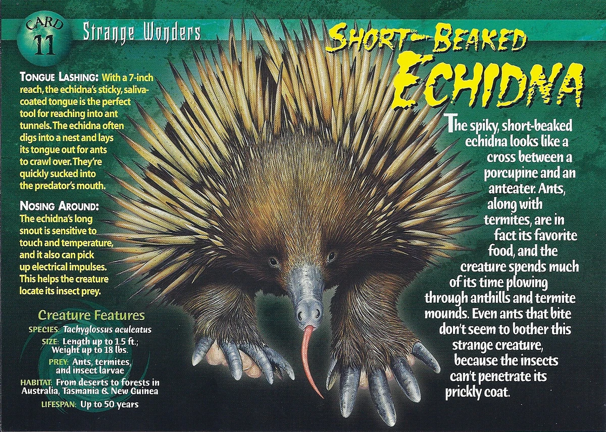 Short-Beaked Echidna | Weird n' Wild Creatures Wiki | Fandom