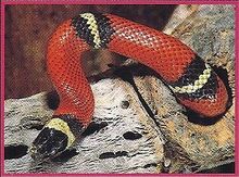 Coral Snakes 2