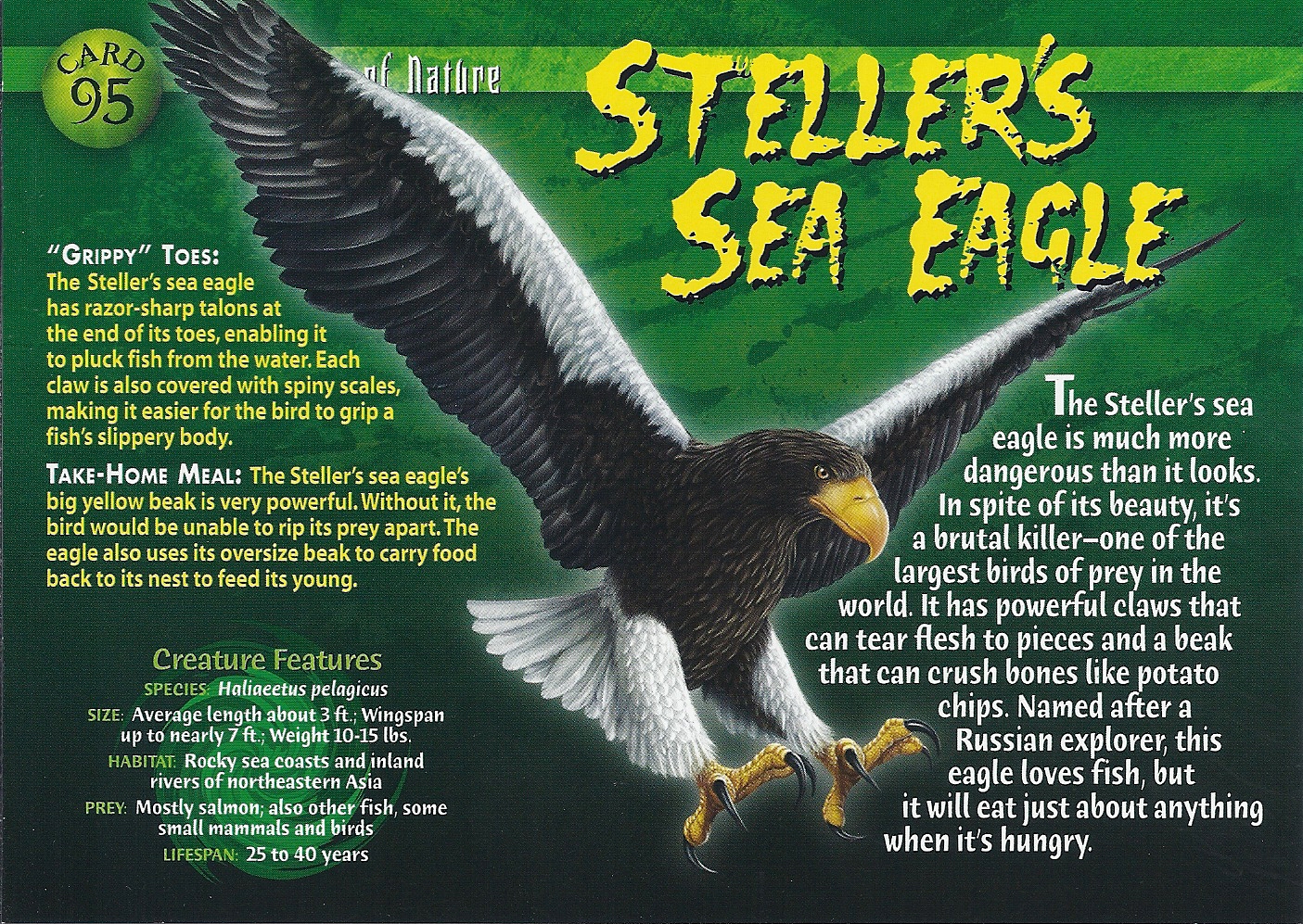 File:Adult Steller's sea eagle fishing.jpg - Wikipedia