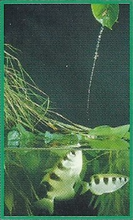 Archerfish Back Image