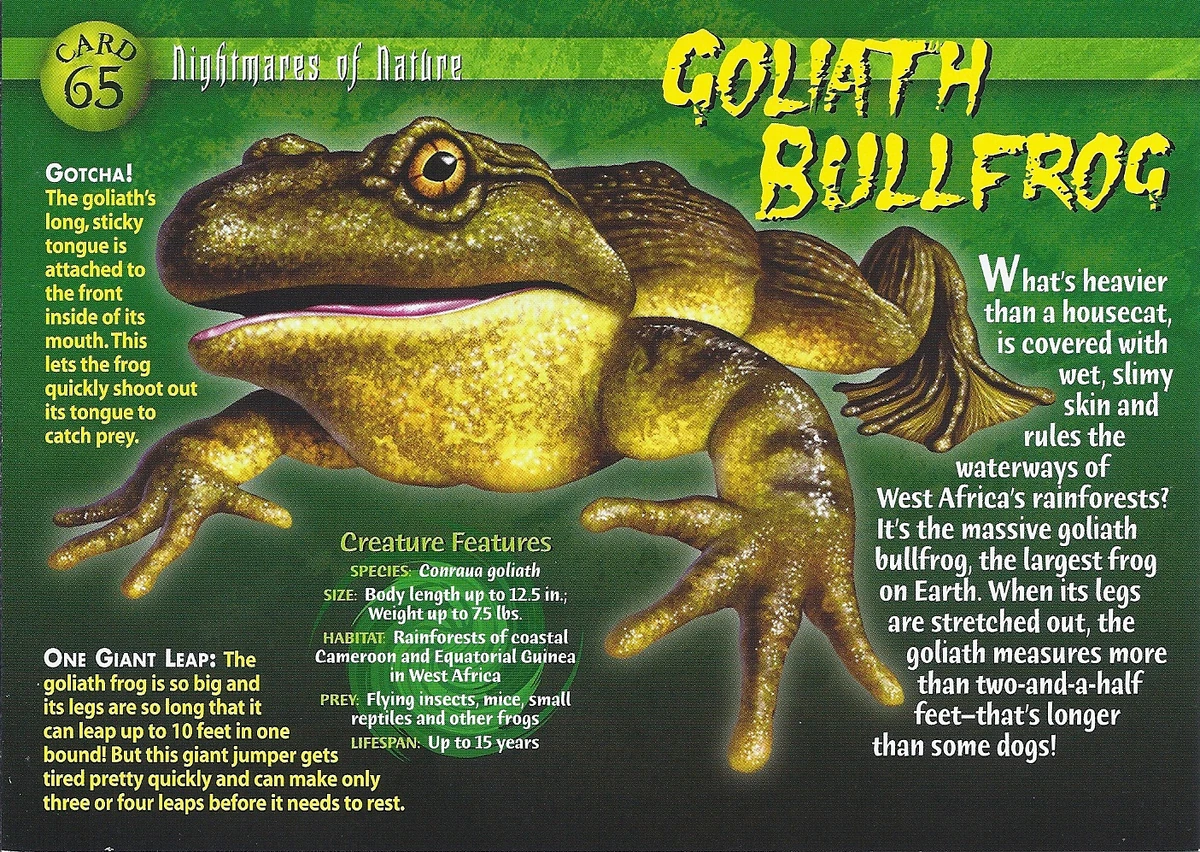 Goliath Bullfrog Weird n' Wild Creatures Wiki Fandom