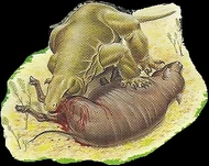 Komodo Dragon 3.jpg (60 KB)