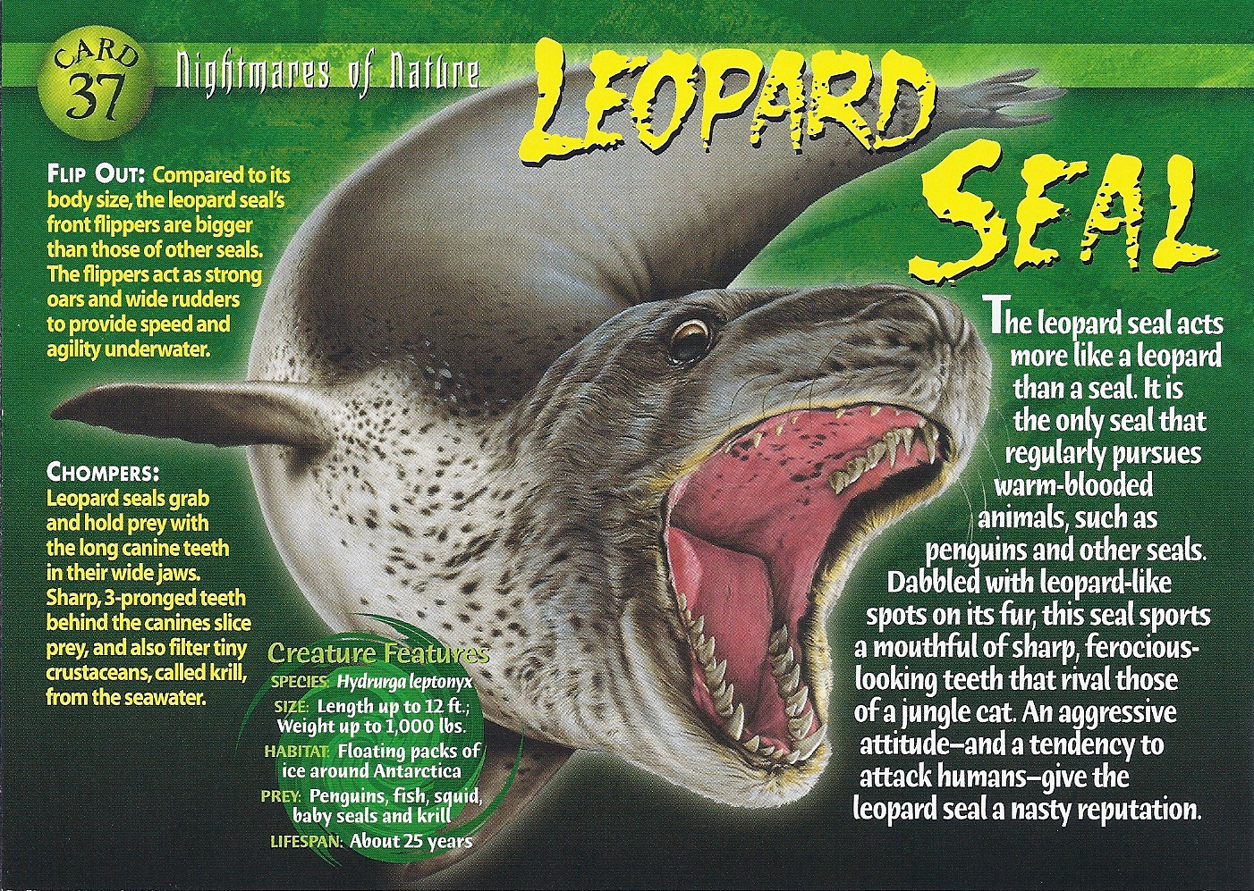 Seal перевод на русский. Weird n Wild creatures леопард. Weird n Wild creatures Arctic. Leopard Seal перевод. Leopard перевод.