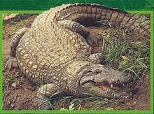 Nile Crocodile Back Image