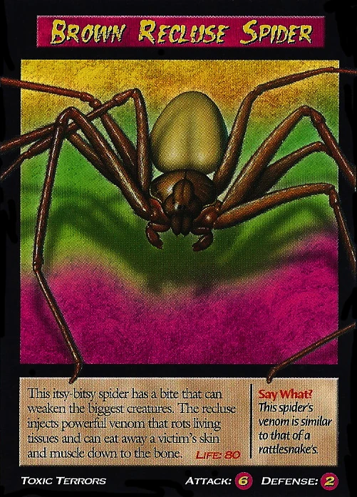Recluse spider - Wikipedia