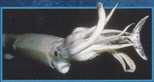 Jumbo Squid Back Image