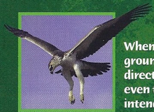 Martial Eagle Back Image