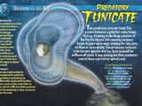 Predatory Tunicate