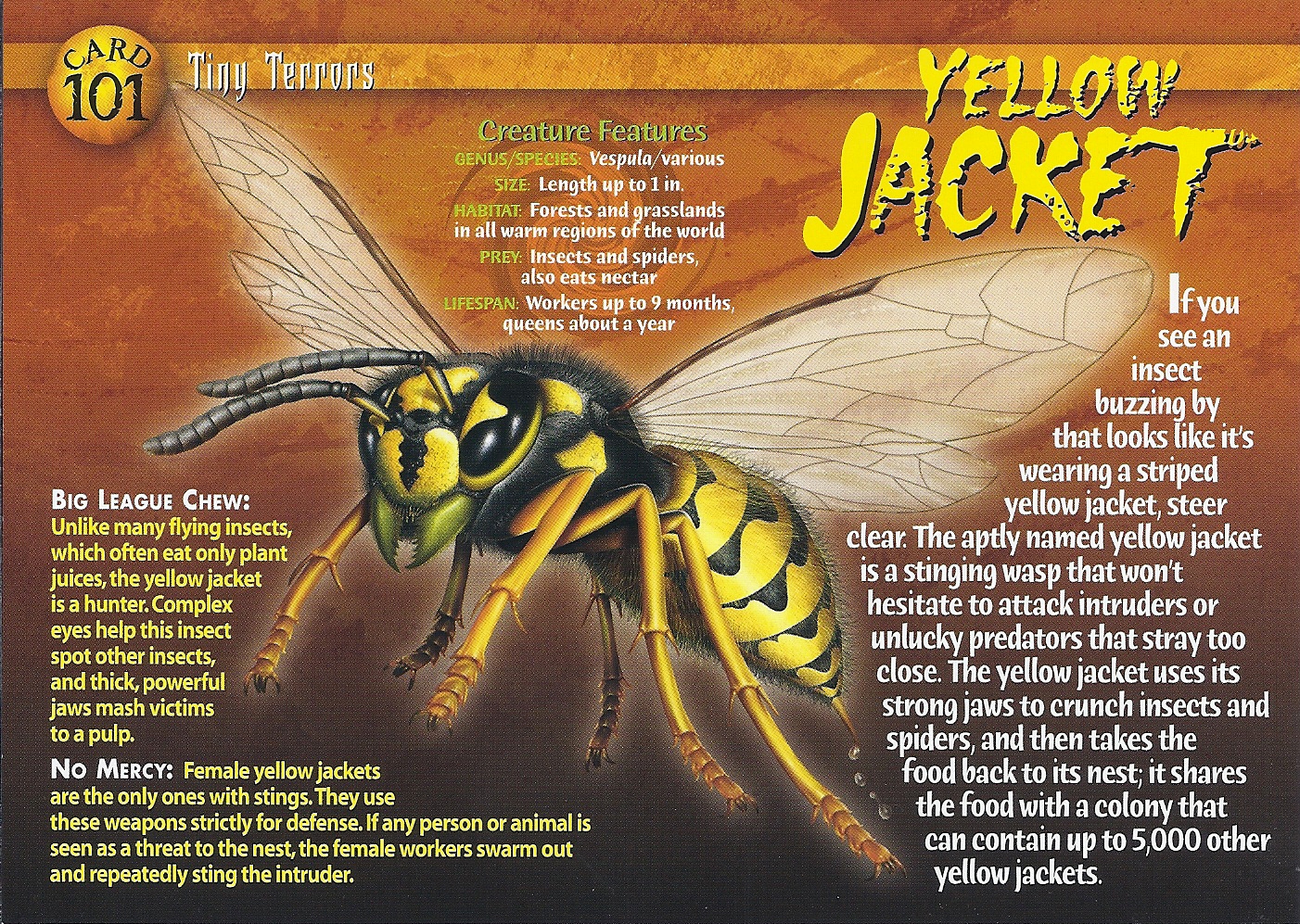 Wasp and Yellowjacket Nest Removal Near Me | Seitz Brothers