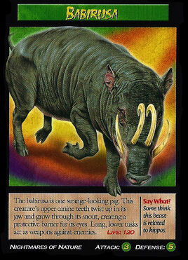 Babirusa
