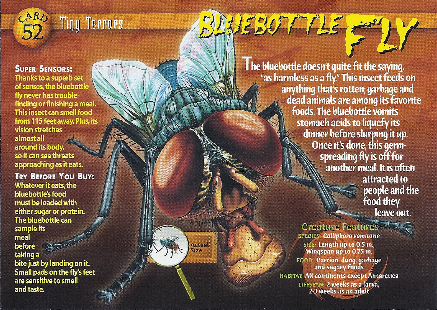 Bluebottle Fly, Weird n' Wild Creatures Wiki