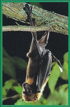 Indian Flying Fox Back Image
