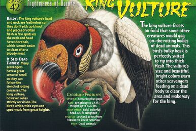 Harpy Eagle, Weird n' Wild Creatures Wiki