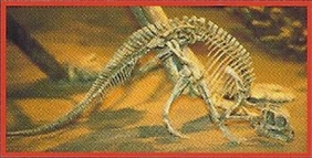 The first maiasuara fossils discovered were babies, like this one.