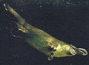 Platypus Back Image