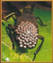 Toe-Biters 2.jpg