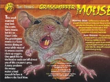 Grasshopper Mouse